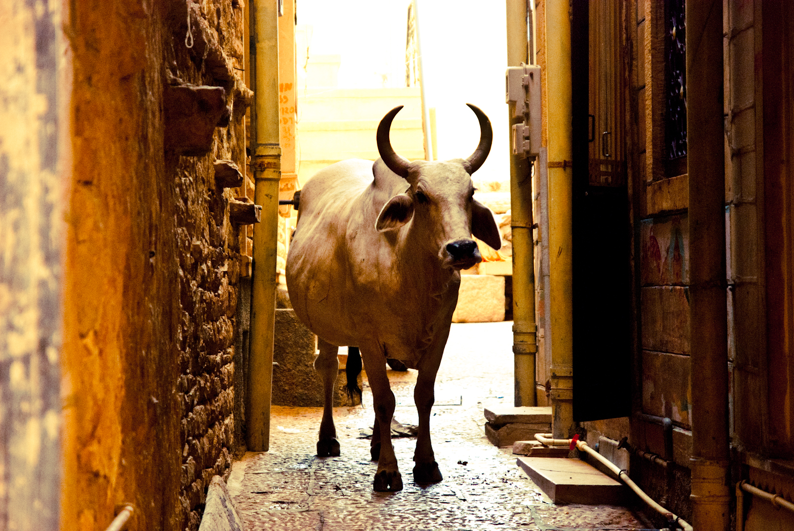 A cow in a narrow passage