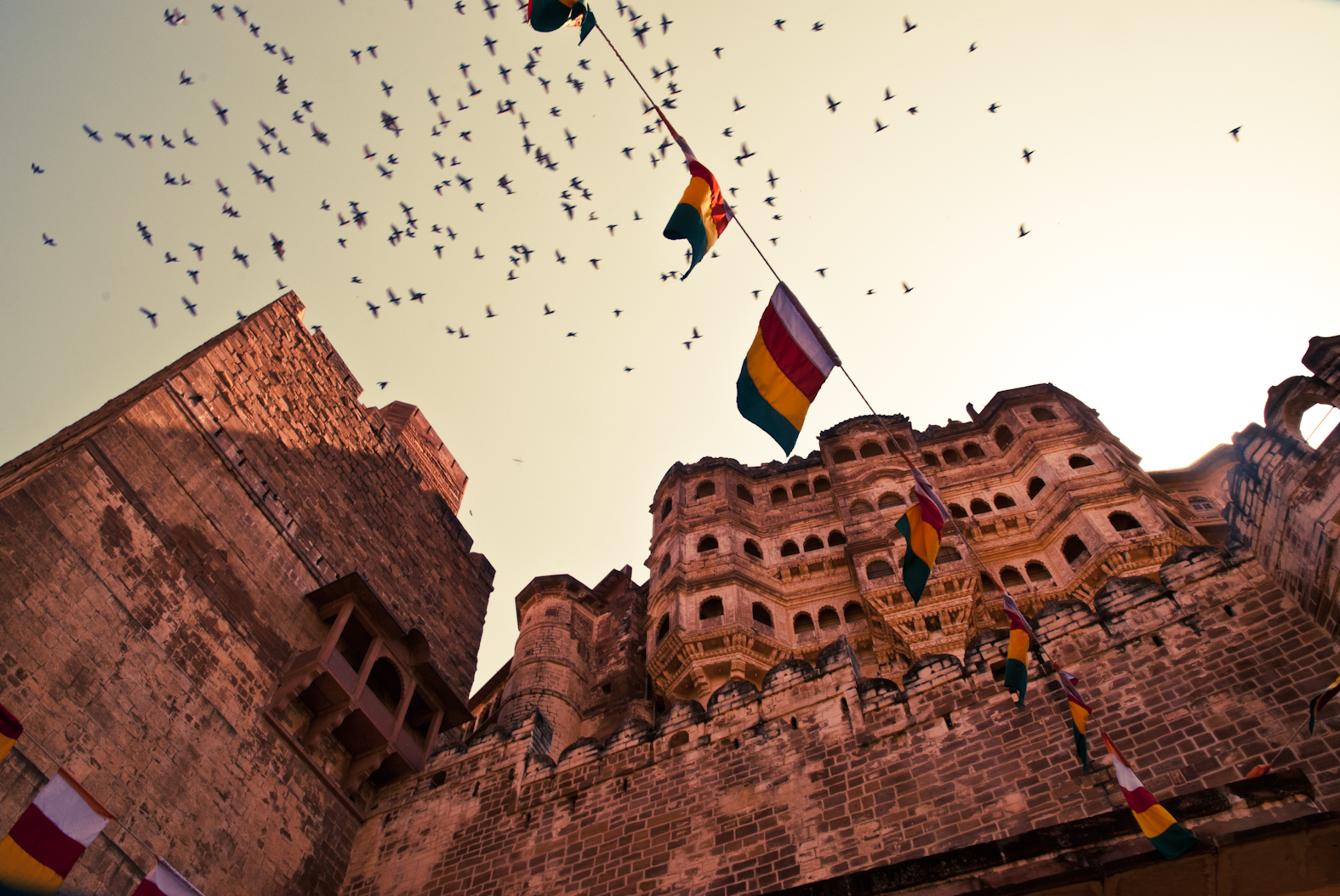 Birds and flags above buildings
